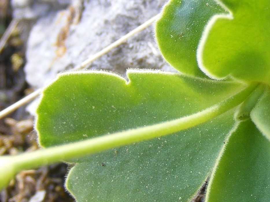 Strani peli nell''orecchio dell''orso - Primula auricula